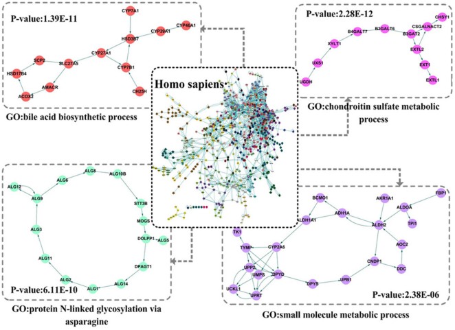Module identification results in the Homo sapiens network.