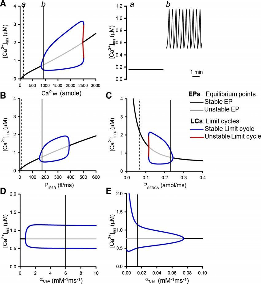 Bifurcation analysis reveals parameter-dependent oscillatory dynamics.